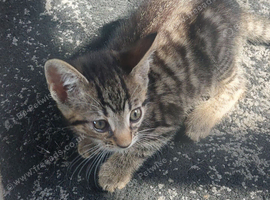 4 kittens girls left