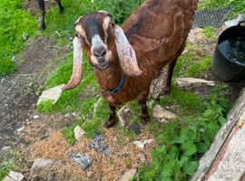 2x Female pure bred unregistered Anglo Nubian