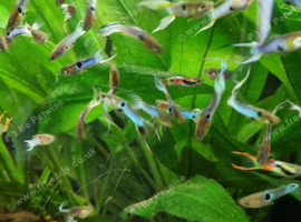 Male endler guppies