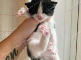 KITTENS AVAILABLE !!!