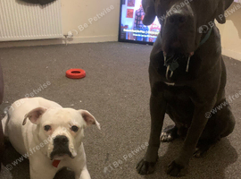Cane corso x American bulldog