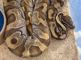 Enchi fire Yellowbelly female ball python