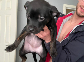 Rottweiler cross