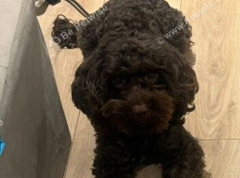 Cockapoo for stud