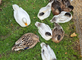 8 call duck ducklings for sale (hatched 15 April)