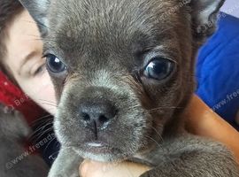 frenchie/ sharpi