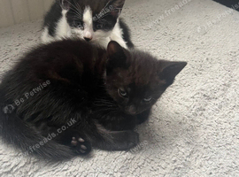 Kittens ready now