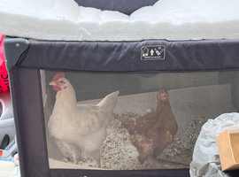 Chickens
