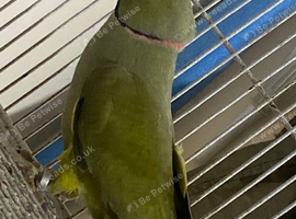Olive green Indian ringneck