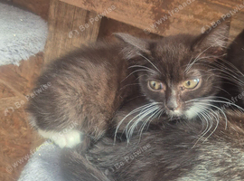 Maine coon x kittens ready now