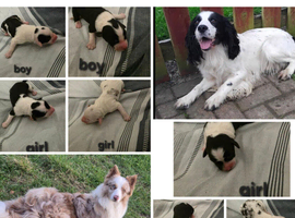 Border collie x cocker spaniel pups