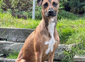 Mixed breed female Luna 3 1/2 years old