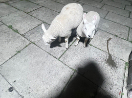2 lamb