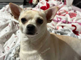 Chihuahua male for stud only