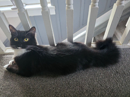 Two female cats still available
