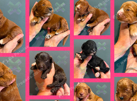 F1 mini cockapoos various colours 30 dna health tested clear