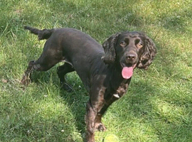 Girl working cocker spaniel