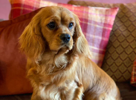 KC CAVALIER KING CHARLES SPANIEL STUD