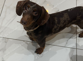 Mini dachshund