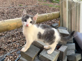 Kitten male