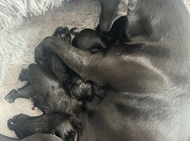 Puppies for sale