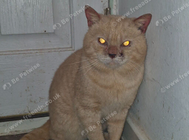 Beautiful British Shorthair Male cat