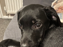 Staffy crossed with labradoodle