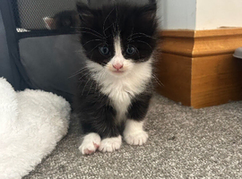 Beautiful felix girl for sale
