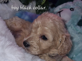 Cavapoochon