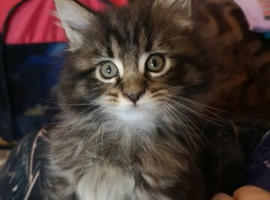 ELITE MAINE COON KITTENS SEEKING THEIR FOREVER HOMES