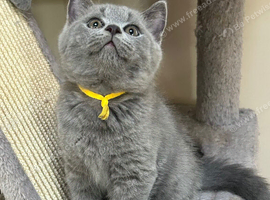 GCCF Reg British Shorthair kittens