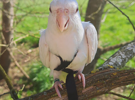 Cockatiel friendly tame