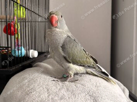Hand reared ringneck