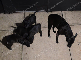 Stunning Patterdale Puppies