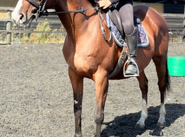 Genuine kind 15.3 mare.