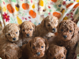 F2B home reared Cavapoo puppies