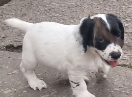 Kc registered cocker pups