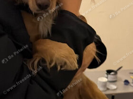 Cocker spaniel
