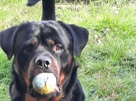 Male Rottweiler in need of new home