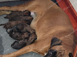 Beautiful boxer babies ready soon