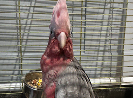 Galah cockatoo READY NOW