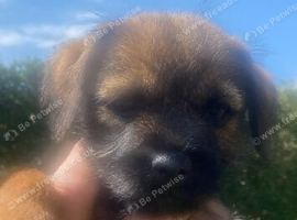 Border Terrier pups