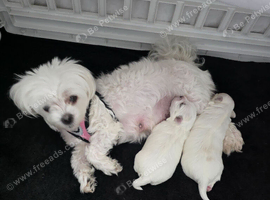 Pure Maltese for sale