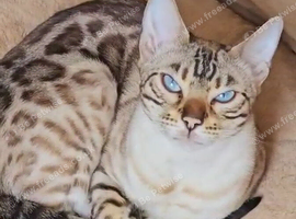 Snow Leopard Bengal Female