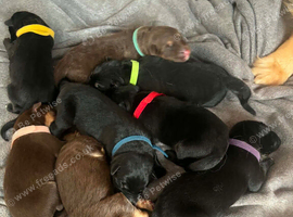 German Shepard puppies