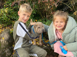 Shar pei for sale