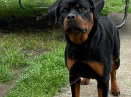 Female Rottweiler