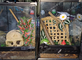 Baby Crested Gecko Starter Kit Set Up