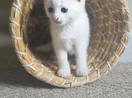 ADORABLE KITTENS FOR THEIR FOREVER HOMES
