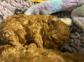 Stunning 100% tiny toy poodles